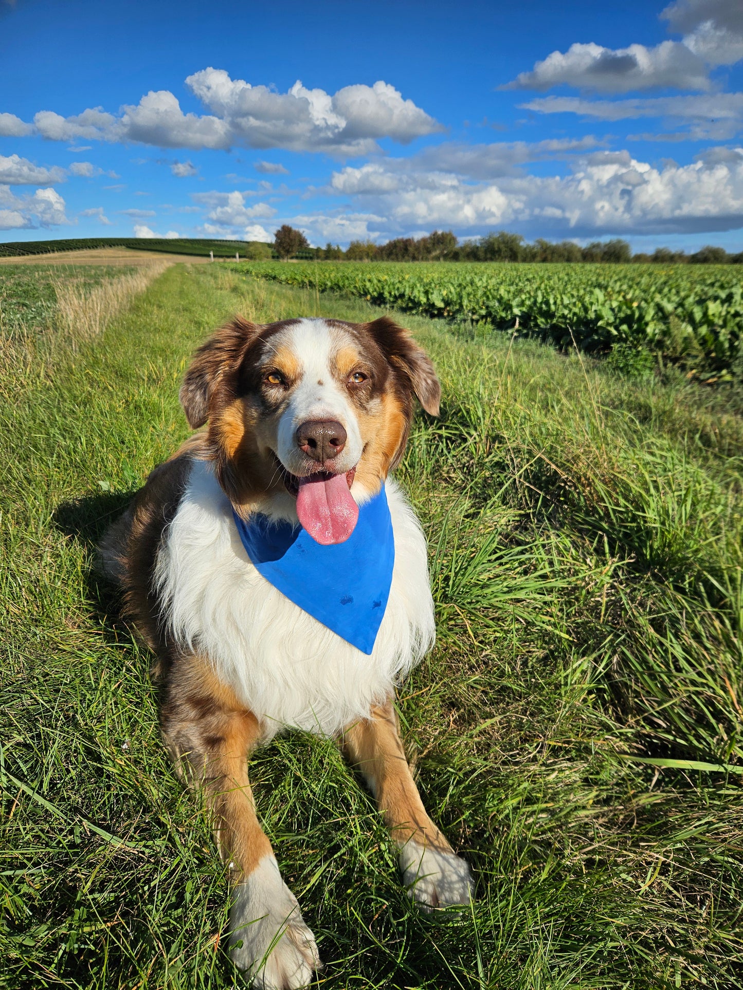 Haustier-Wendehalstuch, Hundehalstuch