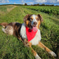Haustier-Wendehalstuch, Hundehalstuch
