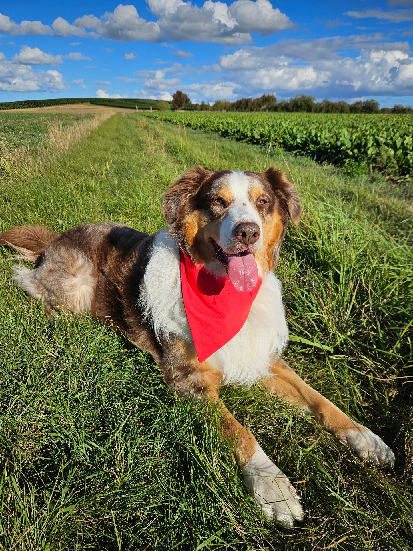Haustier-Wendehalstuch, Hundehalstuch
