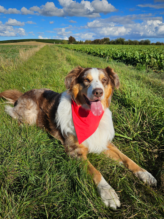Haustier-Wendehalstuch, Hundehalstuch